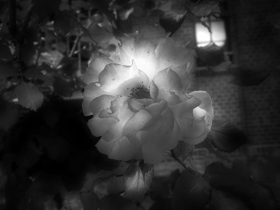 flower, light, nature, light and shadow, plant, rose, black and white HD wallpaper