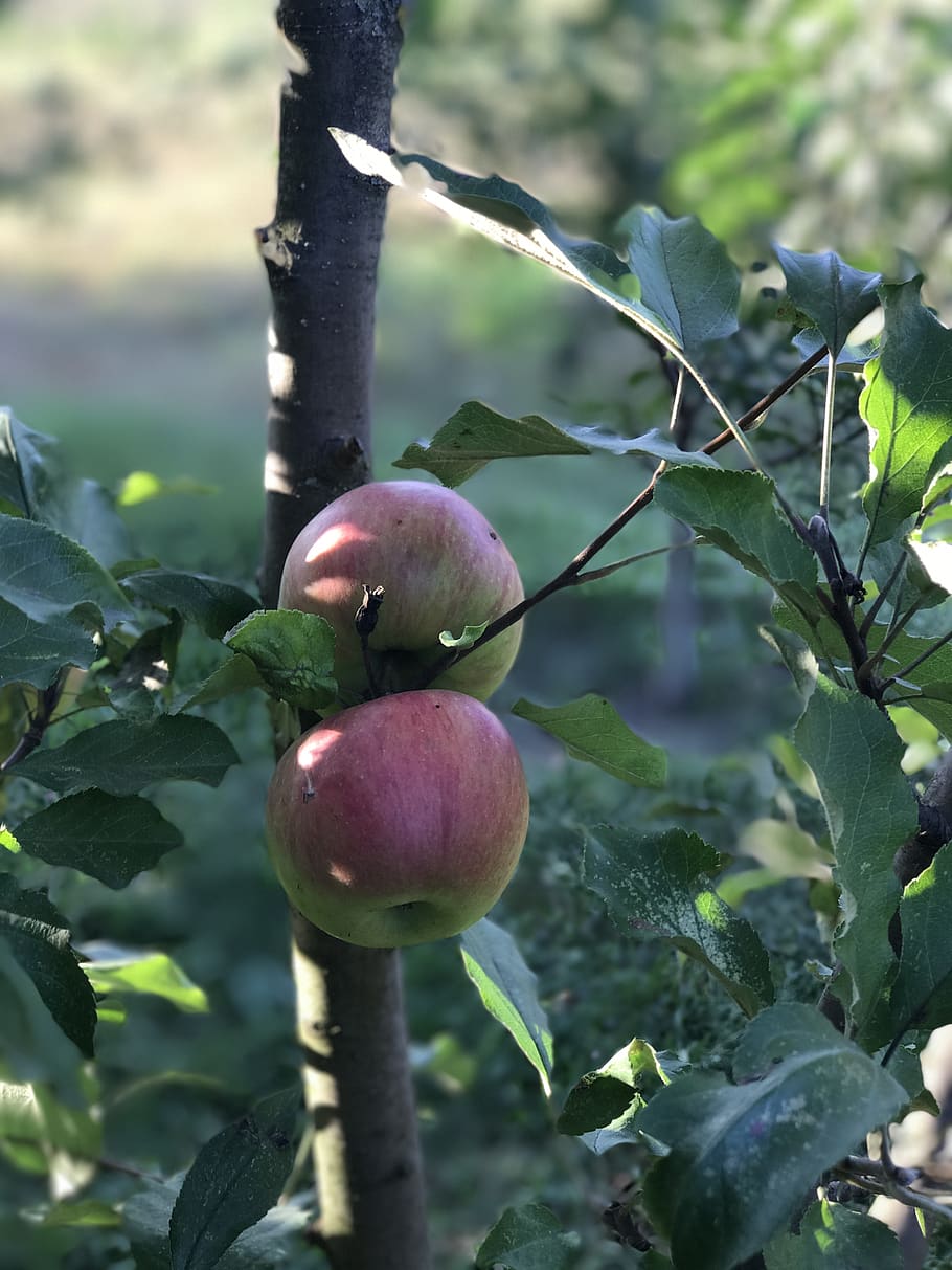 apple tree, apples, growth, healthy eating, fruit, plant, food and drink HD wallpaper