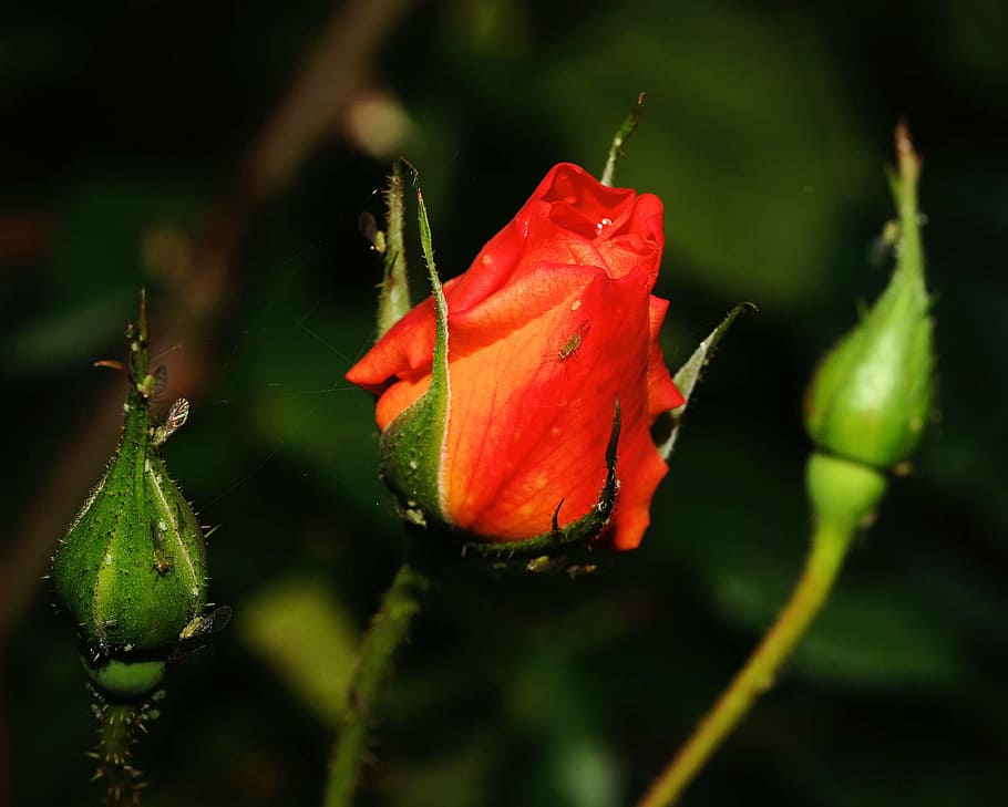 rose, blossom, bloom, red, orange, plant, beautiful, fragrance HD wallpaper