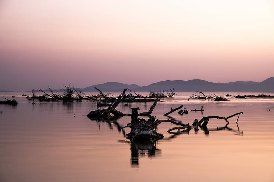 bare trees on body of water and mountains, sunset, sea, logs HD wallpaper