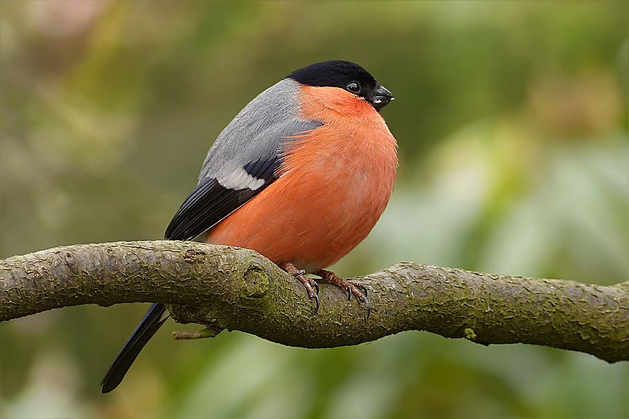 focus photography of Eurasian bullfinch, pyrrhula, bird, male, HD wallpaper