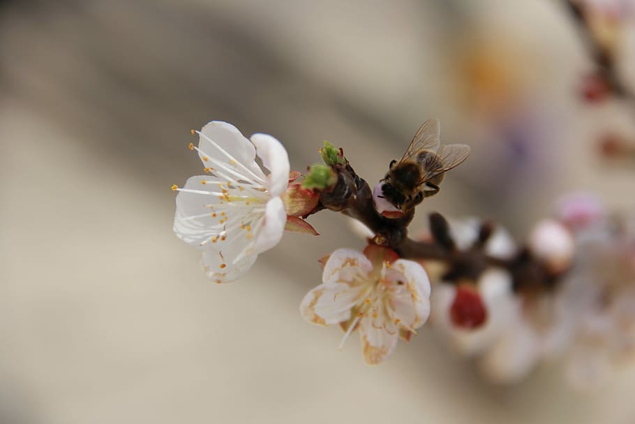 flower, cherry, nature, tree, flowering plant, freshness, close-up HD wallpaper