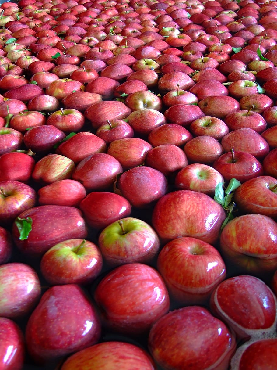 apple, red, fruit, red apple, nature, eat, agriculture, healthy eating HD wallpaper