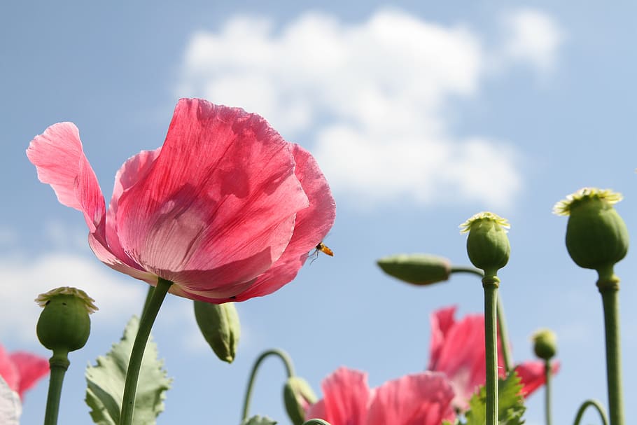 bloom, blooming, flower, flowers, petal, plant, stem, flowering plant HD wallpaper