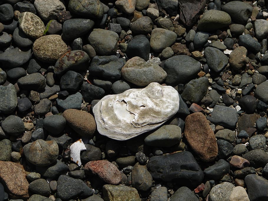 ocean, shell, seaside, rocks, nature, solid, stone - object HD wallpaper