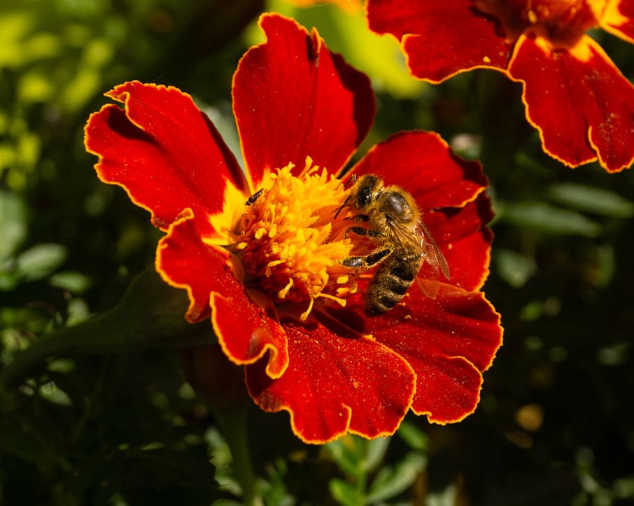 bee, flower, insect, macro, flowering plant, petal, beauty in nature HD wallpaper