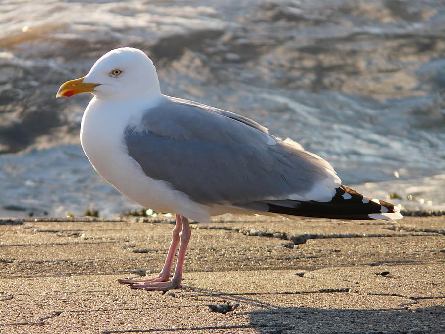 Seagull, Herring Gull, Up, Windy, fluffed up, larus argentatus, HD wallpaper