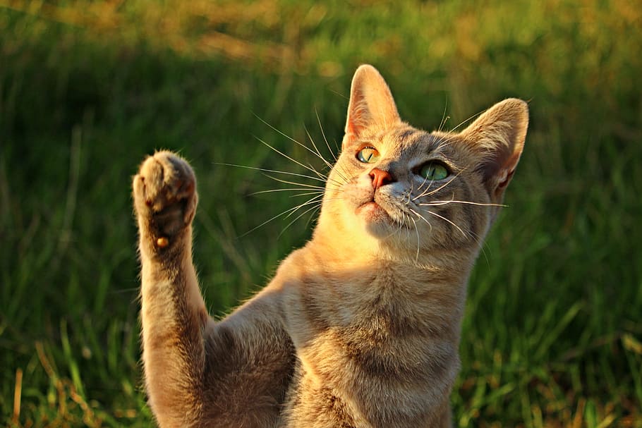 selective focus of brown tabby cat, mackerel, paw, talon, mieze HD wallpaper