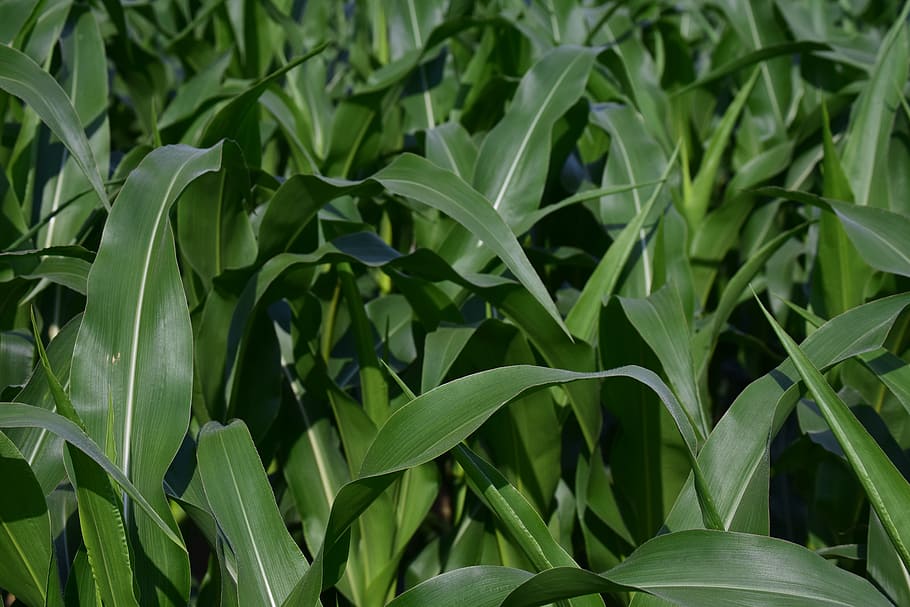corn plant, cornfield, corn leaves, close, agriculture, arable HD wallpaper