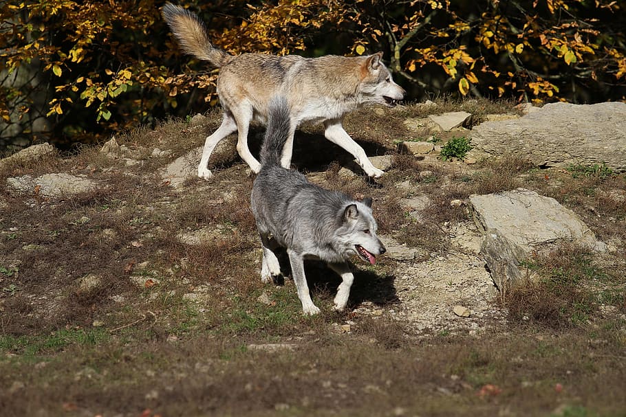 wolves, timber wolves, predator, canada, pack, wildlife photography HD wallpaper