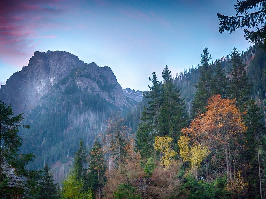 low angle photography of trees and mountains, landscape photograph of woods and mountain HD wallpaper
