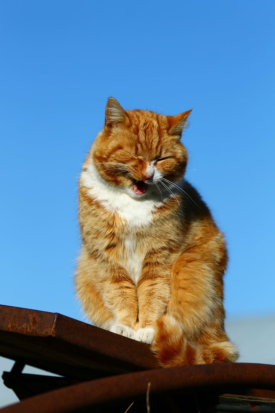 cat, kitty, animals, fluffy, feline, pets, domestic cat, animal themes HD wallpaper
