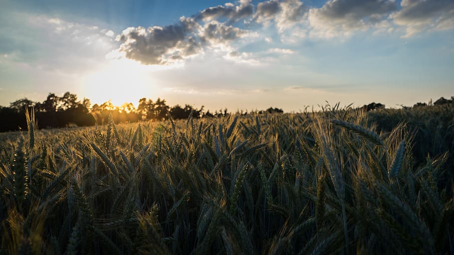 cornfield, summer, sunset, clouds, nature, spike, grain fields HD wallpaper