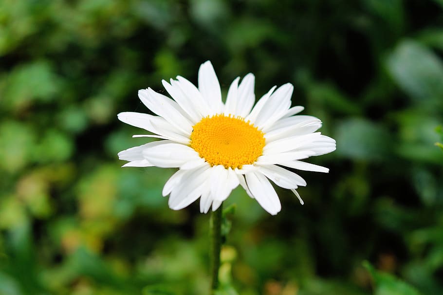 daisy, flower, blossom, bloom, tender, white, close, beautiful HD wallpaper