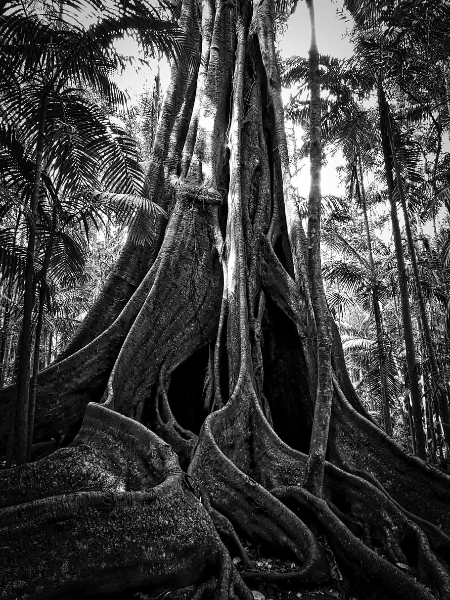 buttress roots in the tropical rainforest