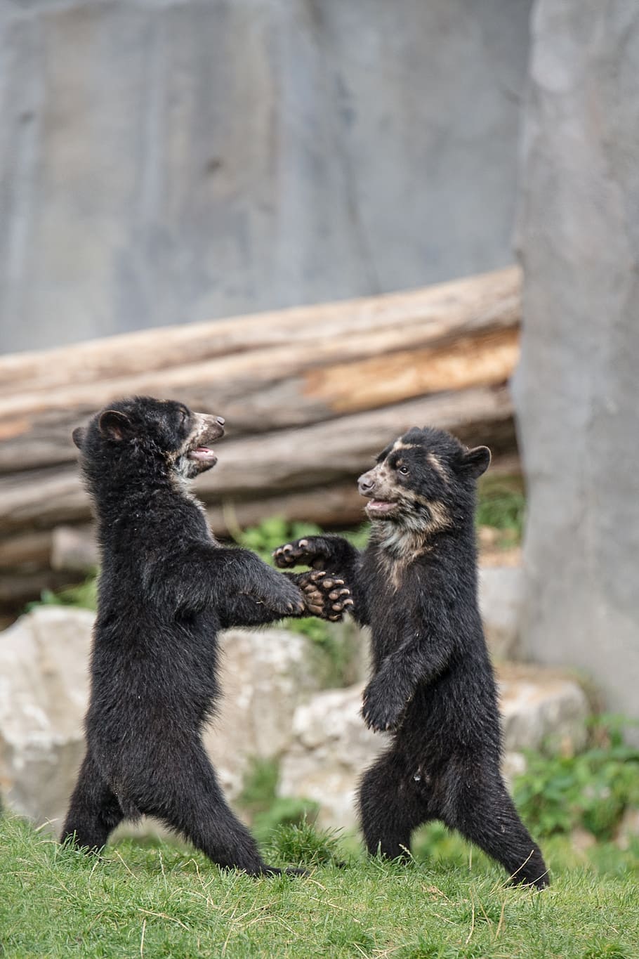two black animals, bear, brown bears, bear children, young HD wallpaper