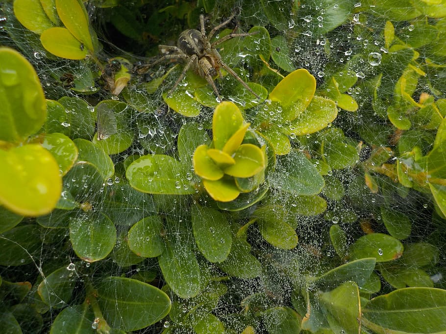 spider, garden, cobweb, nature, leaf, animal, plant, beauty in nature HD wallpaper