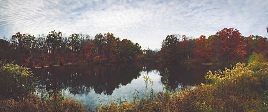 lake surrounding trees, brown leaf trees beside body of water HD wallpaper