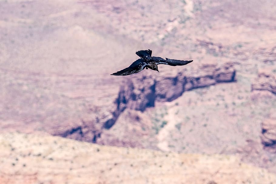 bird, flight, canyon, mountains, gorge, wide, fly, national park HD wallpaper