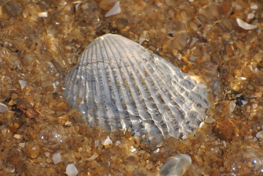 gray seashell on water, shells, pattern, background, nature HD wallpaper