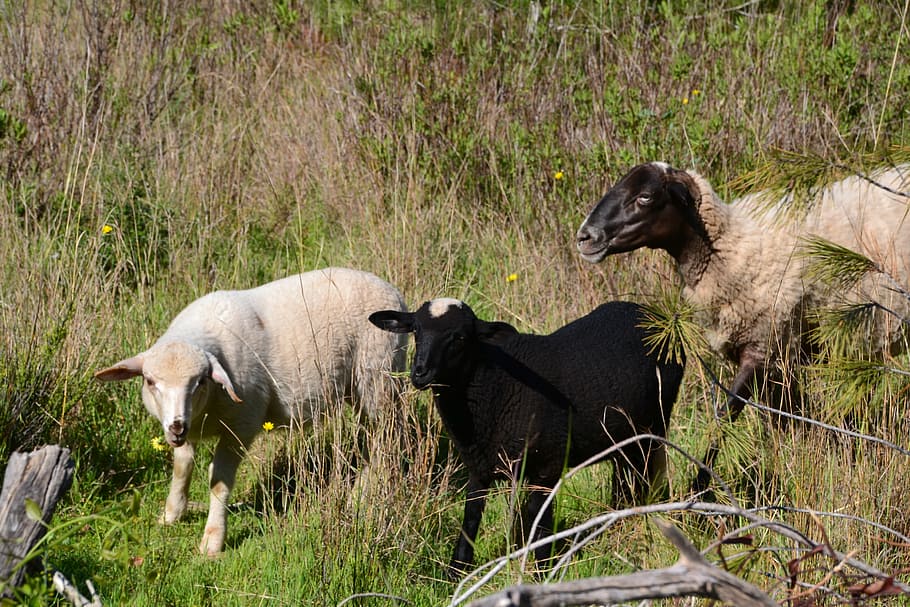 sheep, lambs, schäfchen, outdoor, black, white, nature, animals HD wallpaper