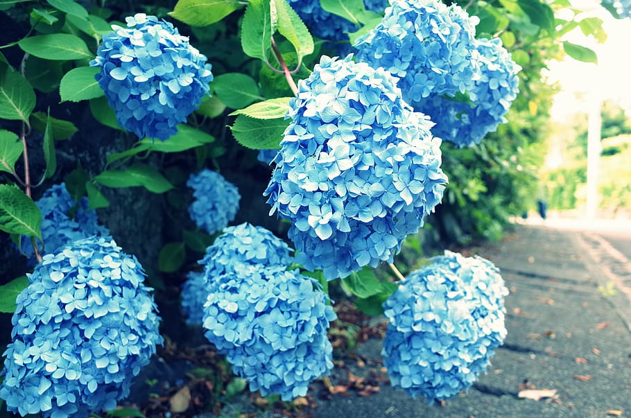 flower, hydrangea, blue, natural, green leaf, language of flowers, HD wallpaper