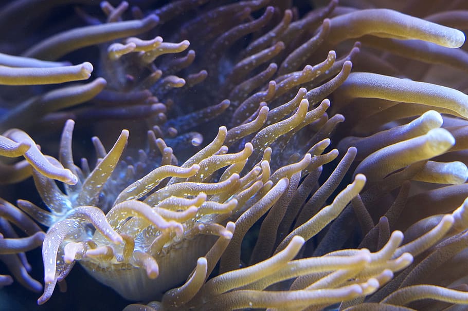 anemones, sea anemones, underwater world, aquarium, creature, HD wallpaper