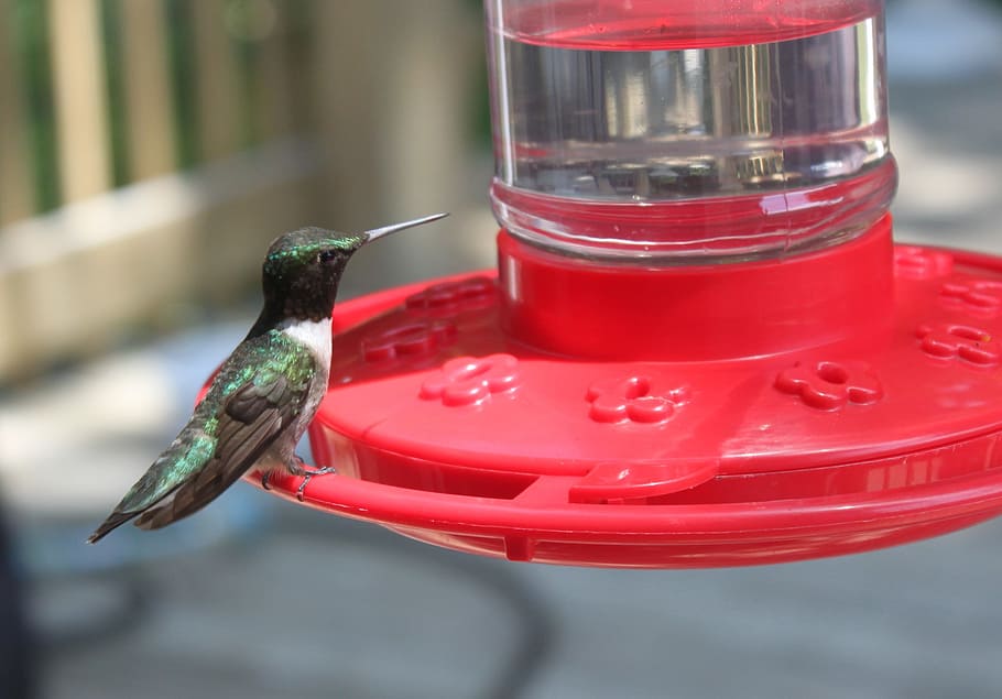 Hummingbird, Bird Feeder, Fly, wings, feather, wildlife, beak HD wallpaper