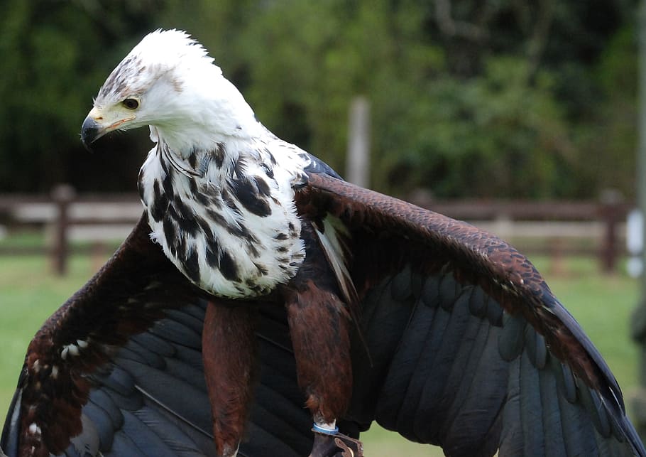 eagle, sea, feather, beak, raptor, standing, wings, bird, vertebrate HD wallpaper