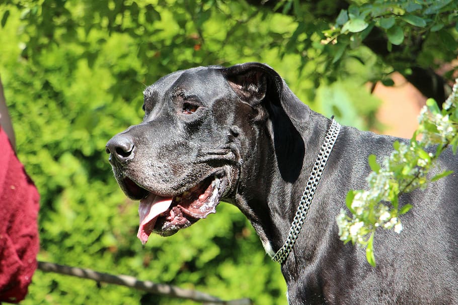 Great Dane, Dog, Pet, pets, one animal, domestic animals, outdoors HD wallpaper