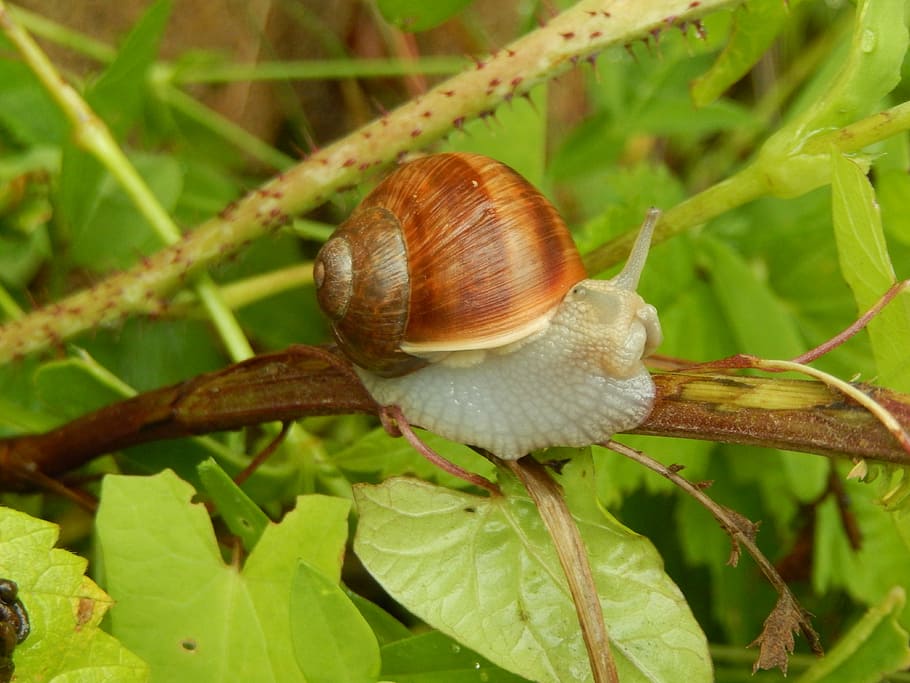 snail, nature, field, animal, slimy, brown, close-up, wildlife HD wallpaper