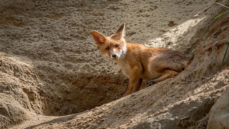 red Fox on gray rock formation during daytime, vulpes vulpes HD wallpaper