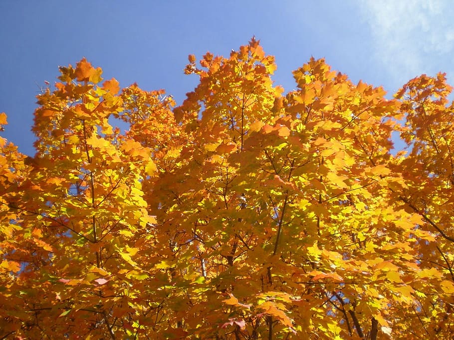 trees, maple, fall, colors, leaves, foliage, golden, nature HD wallpaper