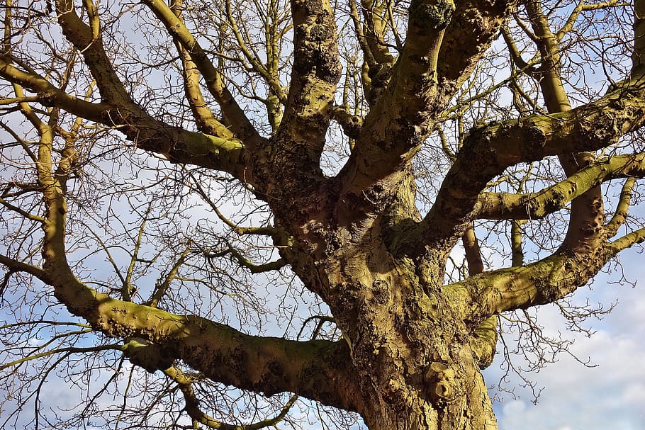 tree, old tree, gnarled, branch, trunk, bark, deciduous, winter tree HD wallpaper