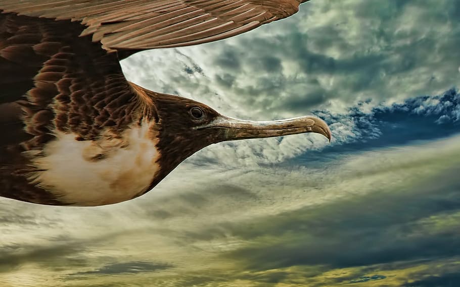 brown and white bird flight under blue sky, flying, animal, beak, HD wallpaper