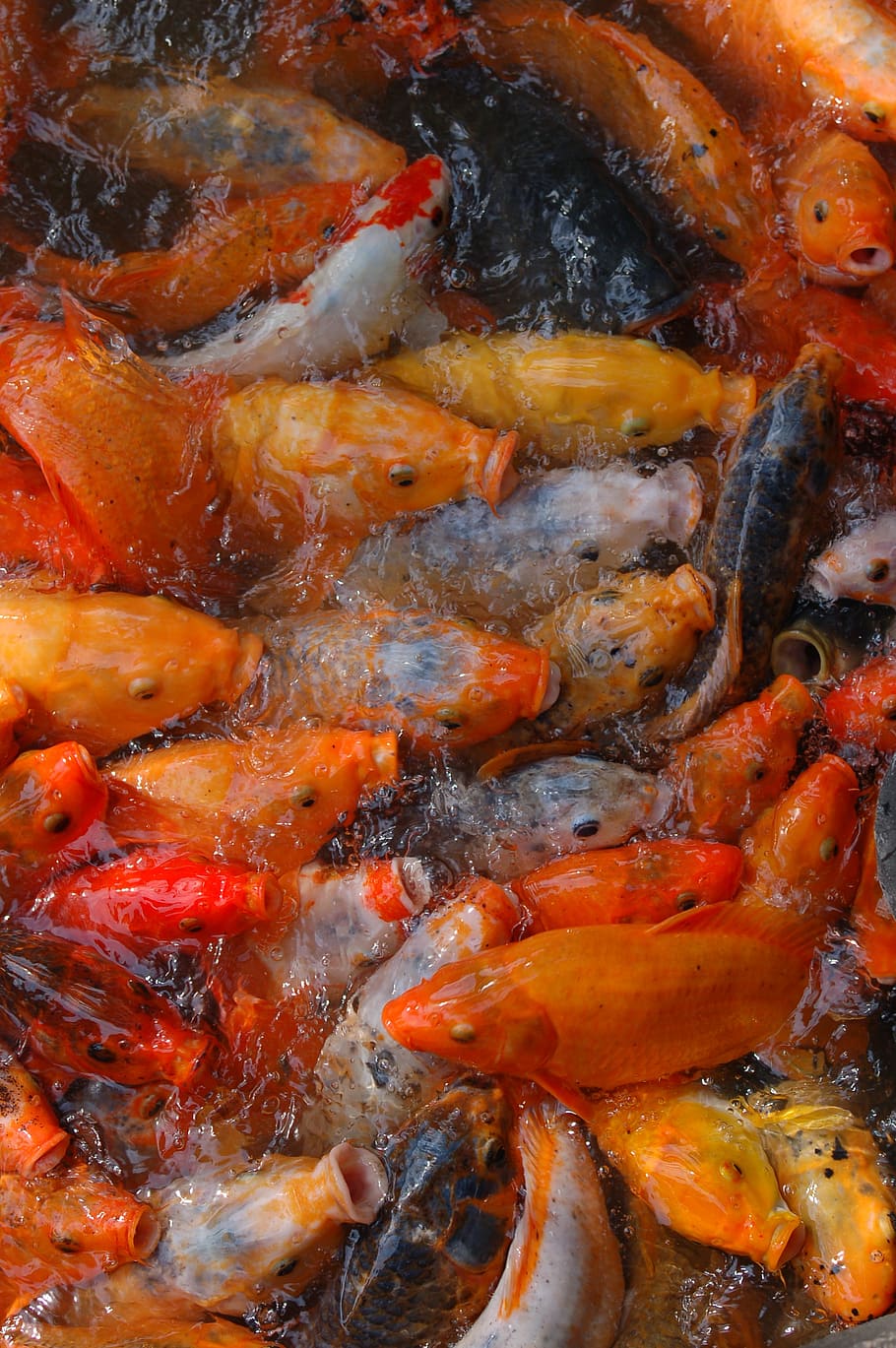 fish, tents, orange, group of animals, large group of animals HD wallpaper