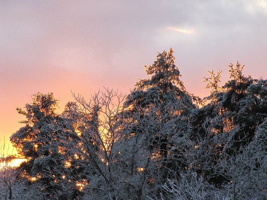 trees, snow, branches, ice, sky, sunset, plant, nature, no people HD wallpaper