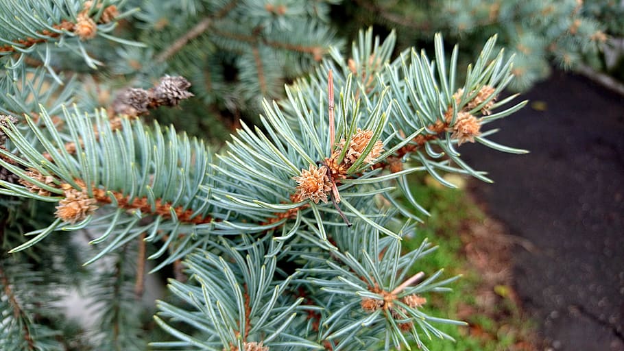 needles, pine, tree, spruce, plant, nature, flora, pine tree HD wallpaper