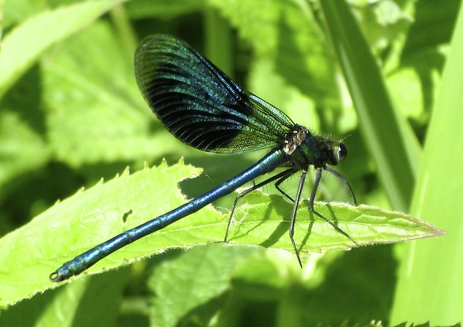 HD wallpaper: dragonfly, insect, flight insect, blue dragonfly, shiny ...