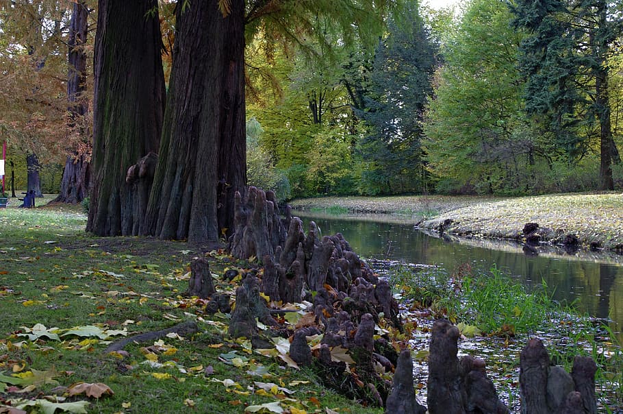 water, park, autumn, tree, torrent, nature, forest, leaf, outdoors HD wallpaper