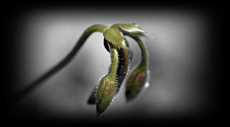 macro, indus origin, flower buds, geranium, close-up, green color HD wallpaper