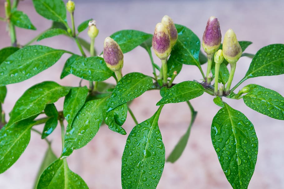 pepper, vegetable, food, green, organic, healthy eating, healthy food HD wallpaper