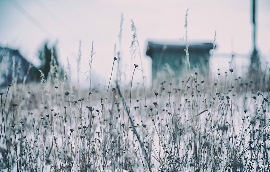 Frozen turquoise, closeup photo of grass, field, building, vabin HD wallpaper