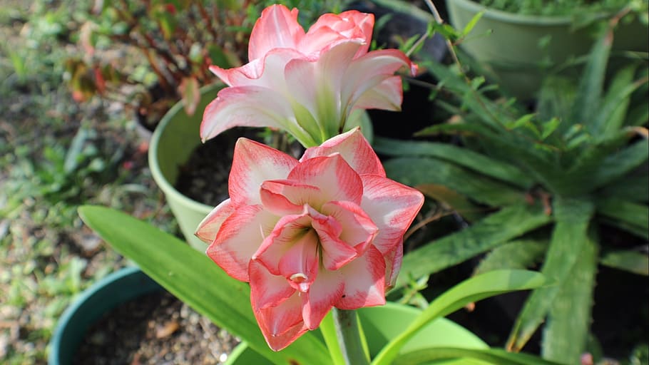nature, flora, flower, leaf, garden, plant, growth, beauty in nature HD wallpaper