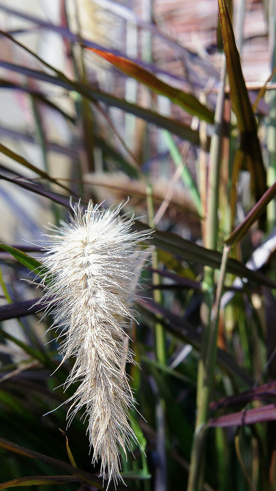 Grass, White Plume, plume grass, plant, type of grass, decoration HD wallpaper