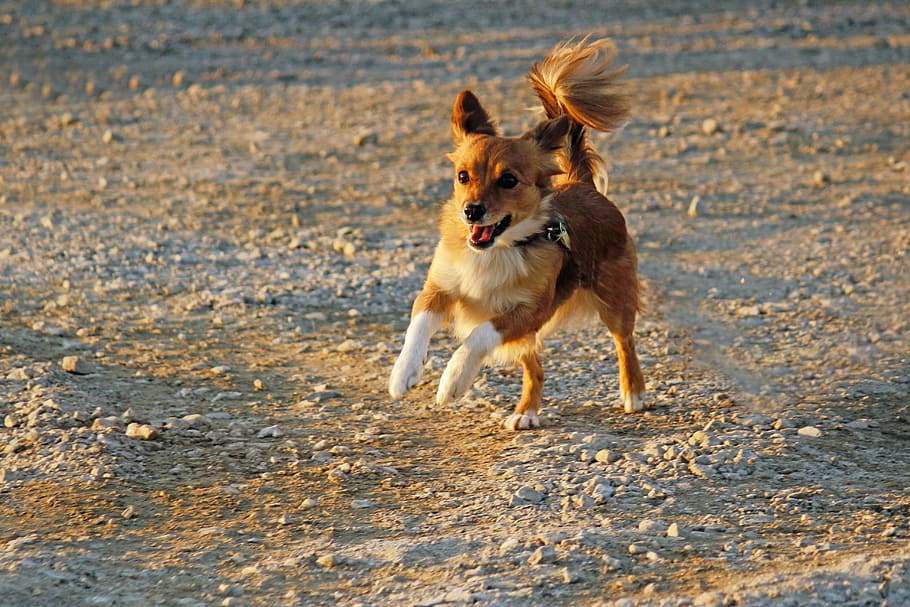 Dog, Movement, Pet, rennend, playing, fun, young dog, run, animal HD wallpaper