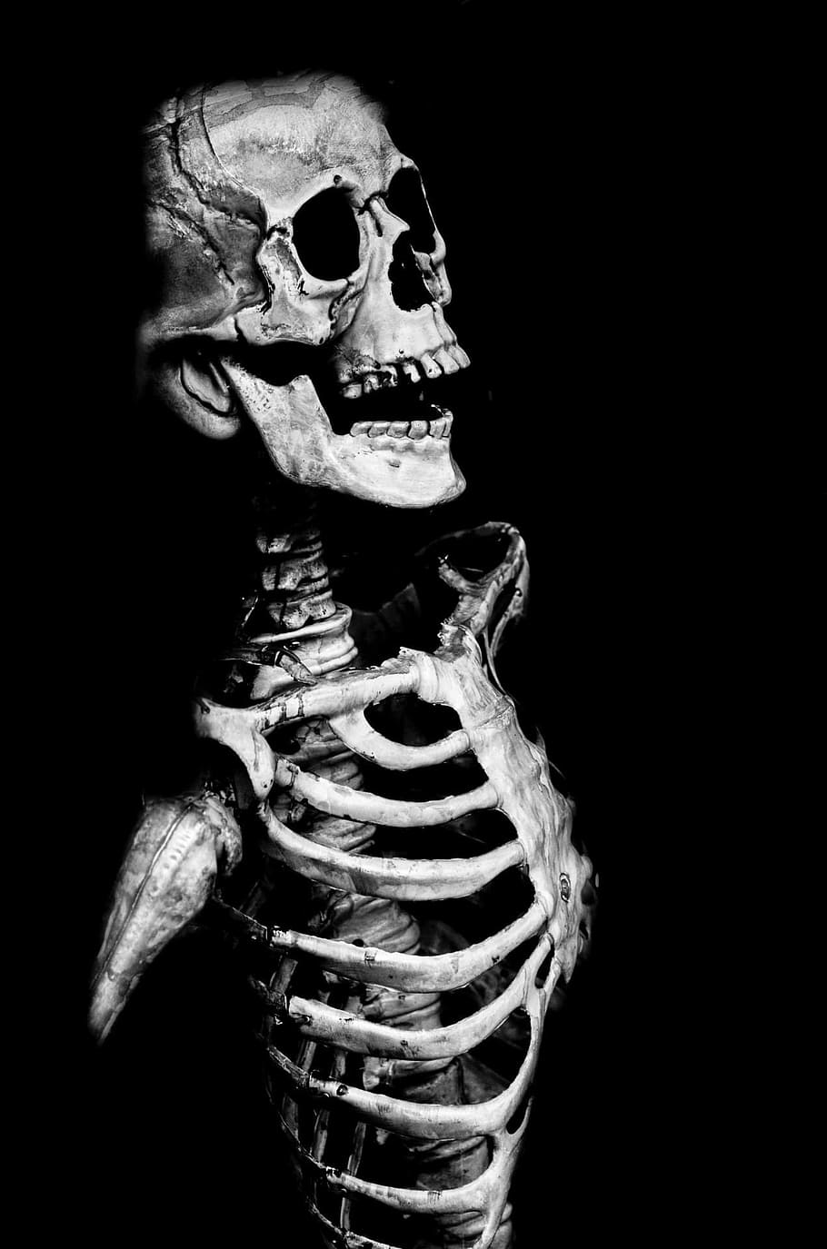 grayscale photo of a human skeleton, gray scale, skull, halloween