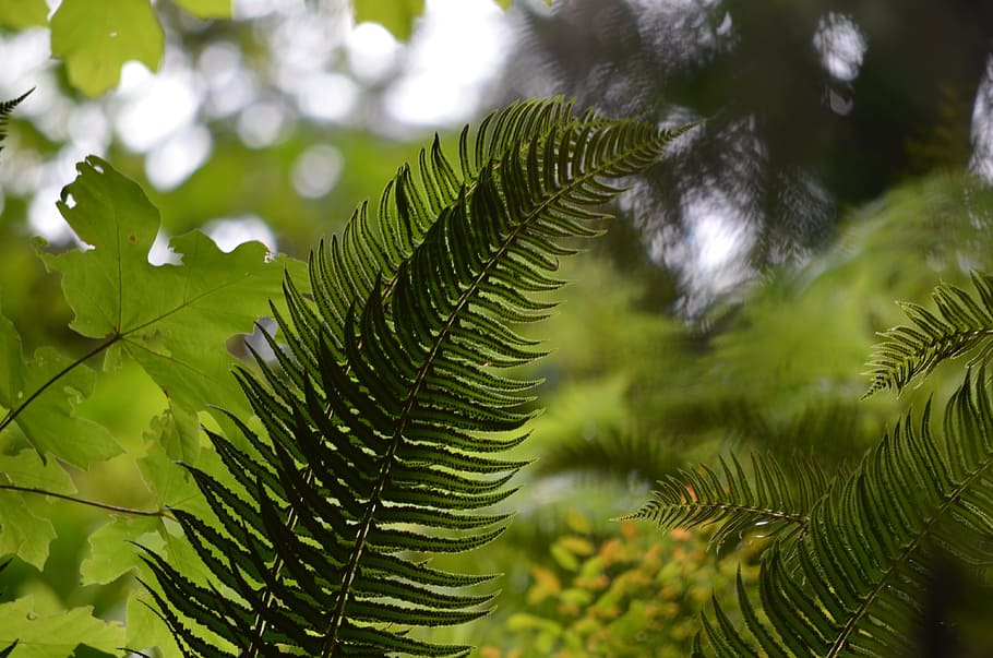 fern, forest, nature, plant, green, leaf, wild, leaves, outdoor HD wallpaper