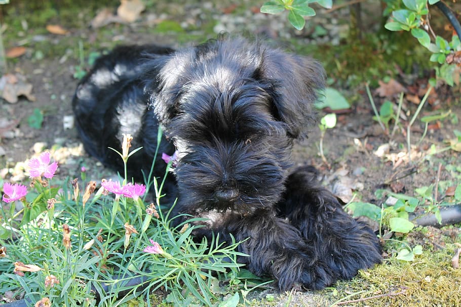 HD wallpaper: dog, puppy, animal, schnauzer nano, domestic, mammal ...