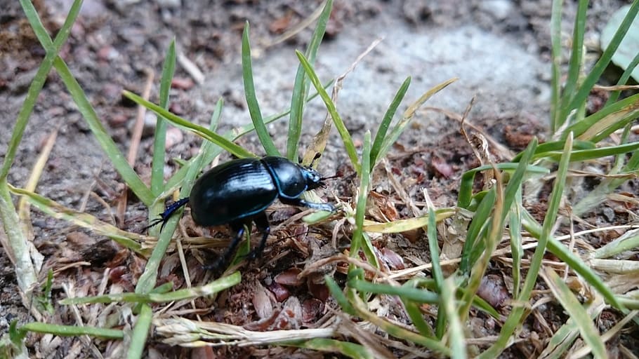 nature, plants, animals, beetle, needle rollers, earth, forest HD wallpaper